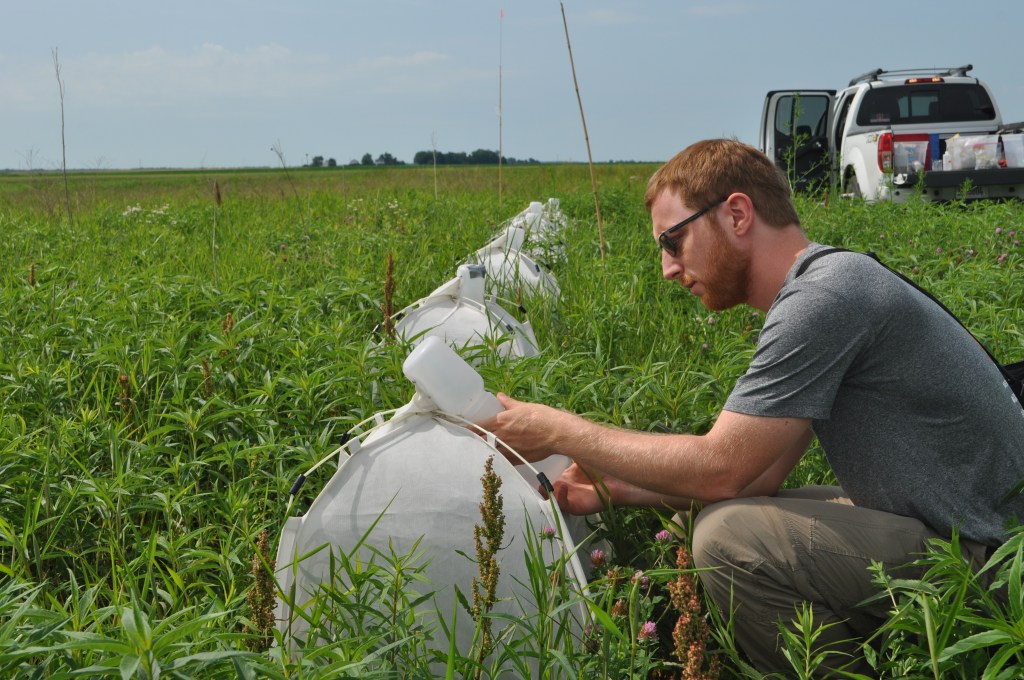 Photograph of a person conducting field research in a grassy agricultural area, inspecting white emergence tents covering plants arranged in a row.
