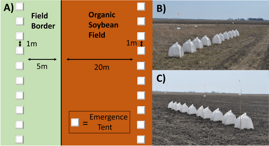 A diagram and two photographs illustrating an experimental setup in an organic soybean field. The diagram shows a 20m by 5m area with labeled emergence tents spaced 1m apart along field and border edges, while the photographs depict rows of white emergence tents placed on soil in the field.