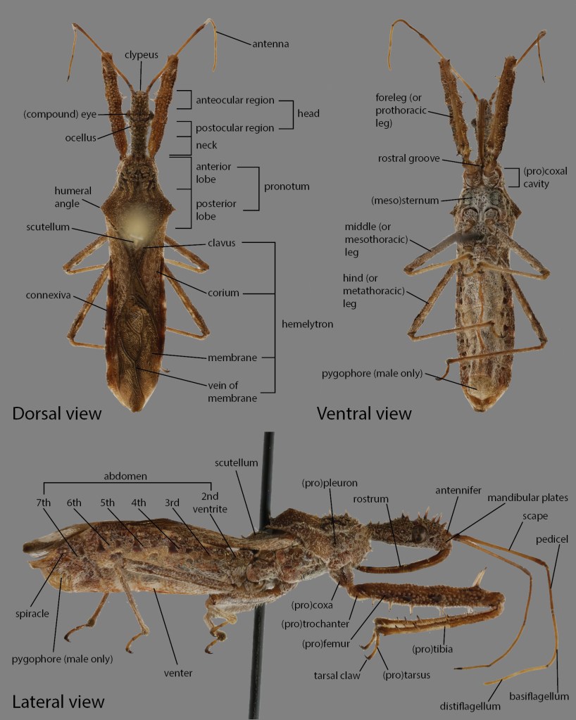 Diagram showing dorsal, ventral, and lateral views of an assassin bug with labeled anatomical parts. Key features include antenna, compound eye, pronotum, hemelytron, abdomen segments, and specialized male structures like pygophore and rostrum, with labels indicating regions and leg segments.