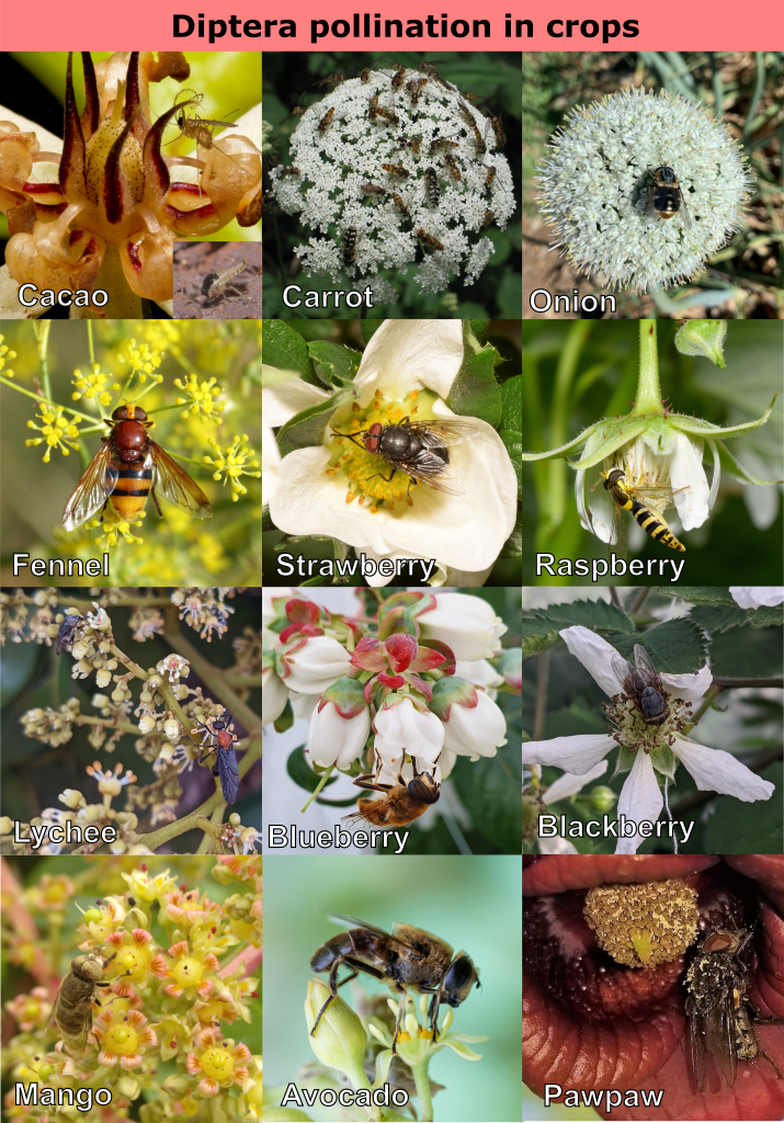 A 3x4 grid collage of photographs showing various crops being pollinated by Diptera insects, with each photo labeled by crop name including cacao, carrot, onion, fennel, strawberry, raspberry, lychee, blueberry, blackberry, mango, avocado, and pawpaw. Each photo highlights different fly species interacting with flowers, emphasizing the role of Diptera in pollination across diverse agricultural plants.